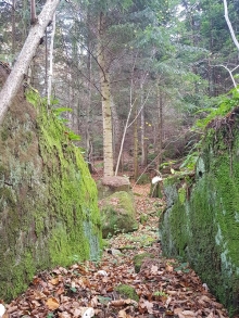 Ścieżka przyrodnicza we Wspólnym Lesie Na Zawsze